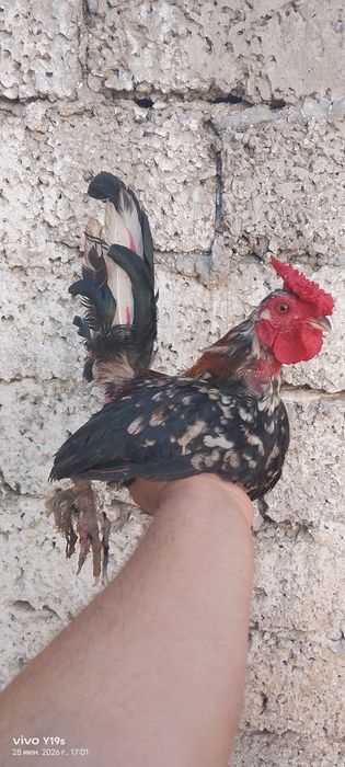 Yapon horozlari sotiladi