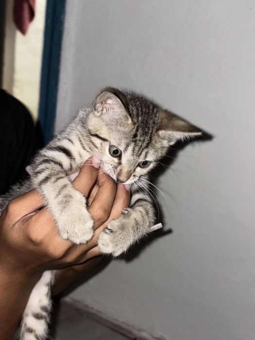 Котёнок бенгальский породы