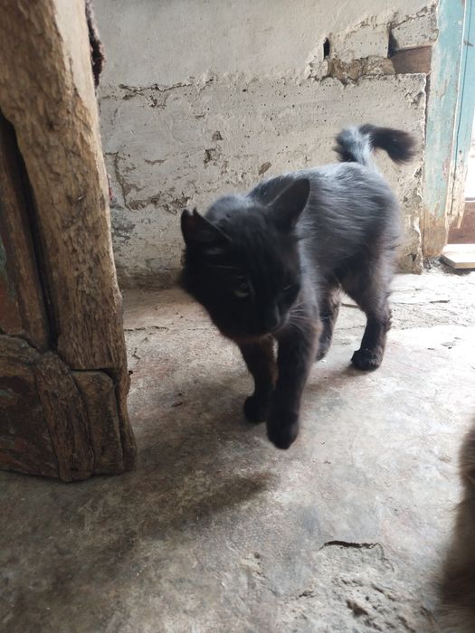 Котята в хорошие руки