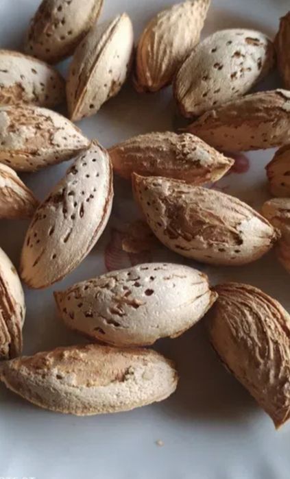 Бодом юпка пучок кучатлар