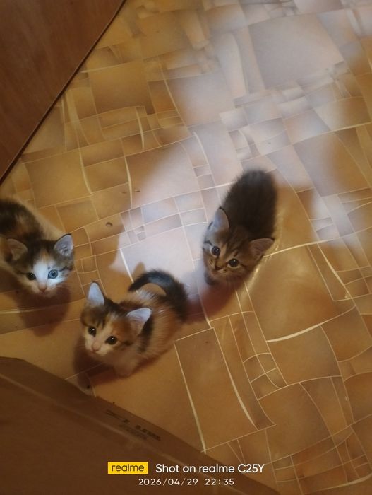 Отдам котят девочки