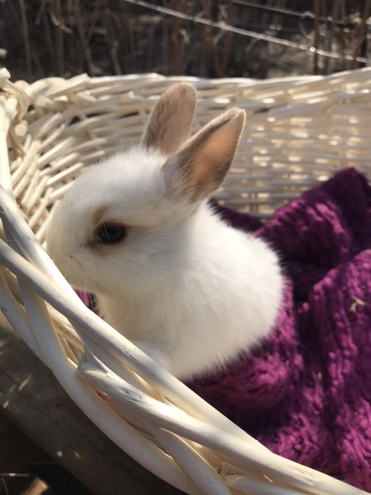 Кролики декоративные Карликовые