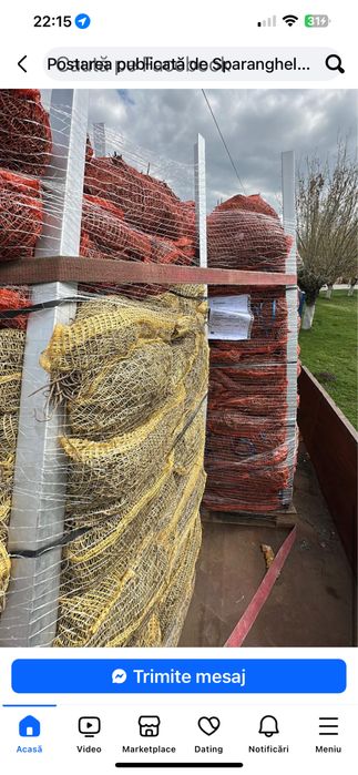 Rădăcini sparanghel anul 3