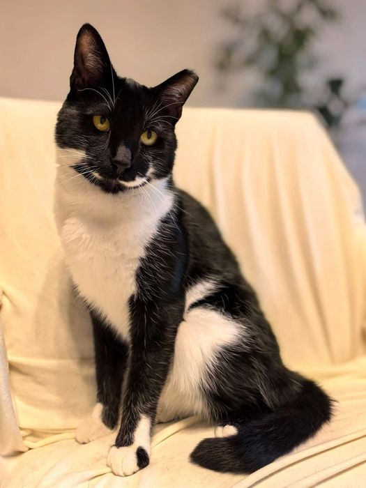 Още чака за дом! Красив и много мъркащ млад котарак търси дом