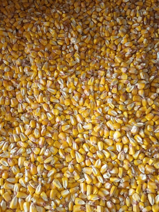 Porumb griu  triticale lucernă de sămânță