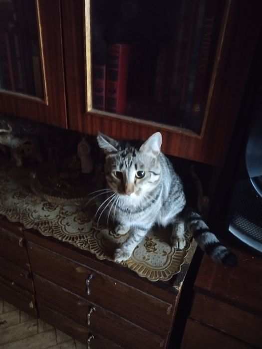 Отдаём котов в хорошие руки