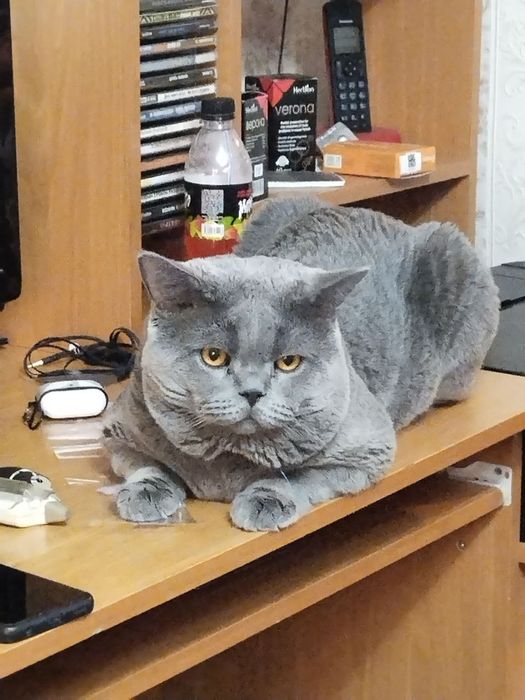 Кот по кличке Грей ...