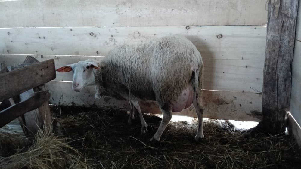 Vand oi rasa friză germana