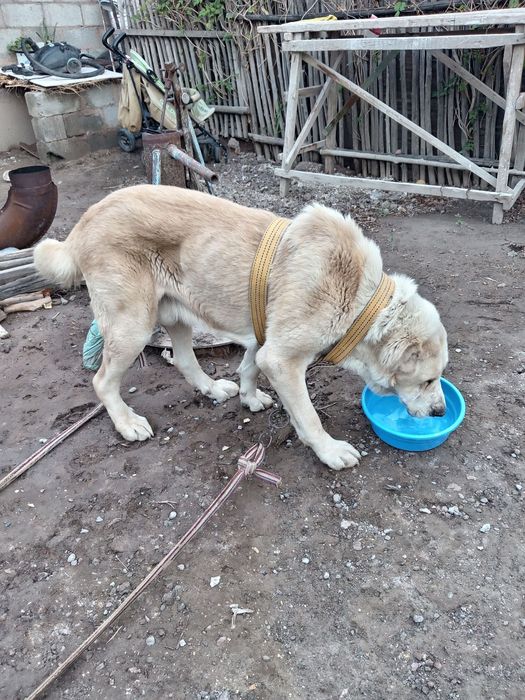 Алабай ийт сатылады