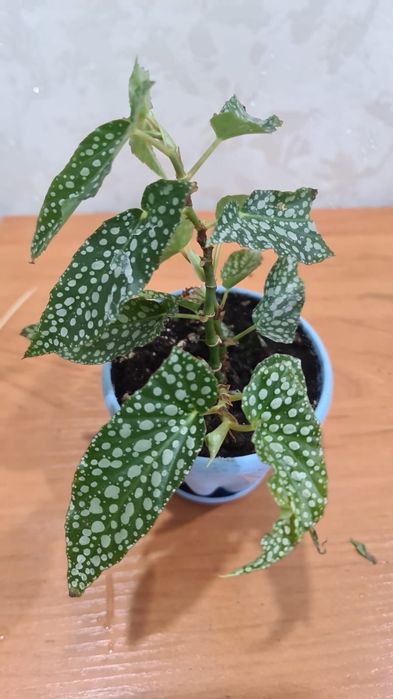 Продам  цветочки