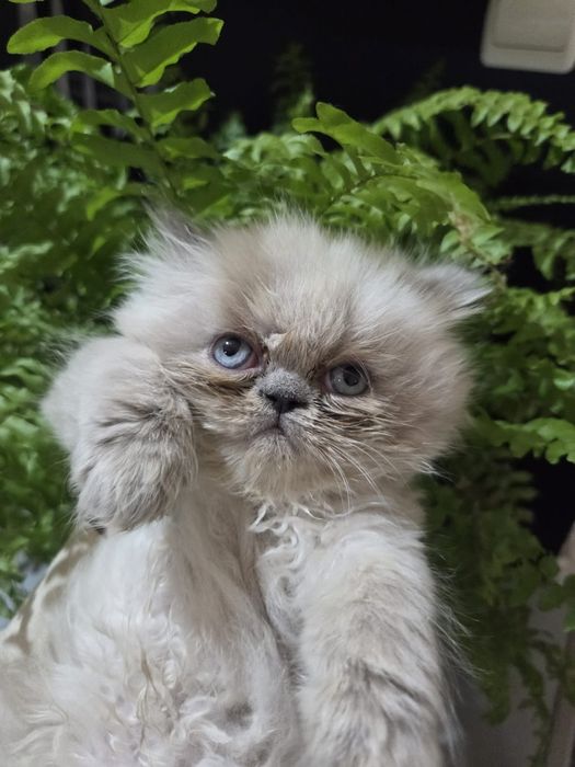 Персийски котенца