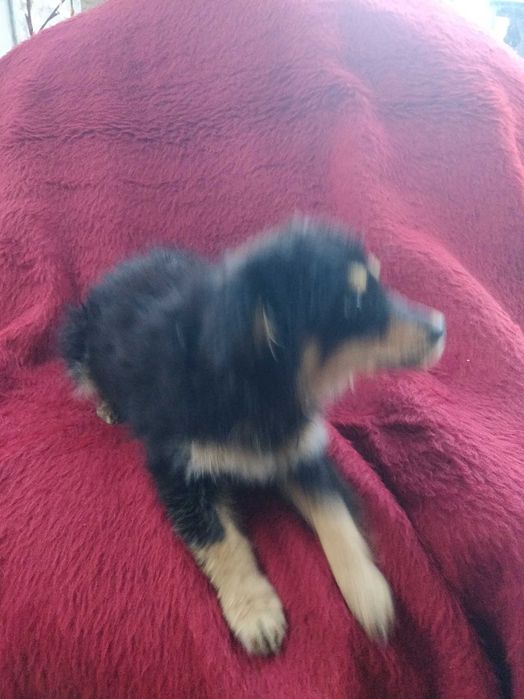 Малка безпомощна сладка душица, спасена от улицата и търси дом