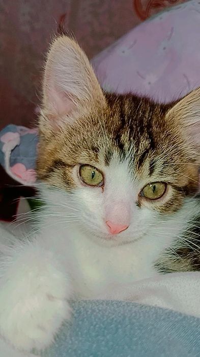 Котята в поисках дома