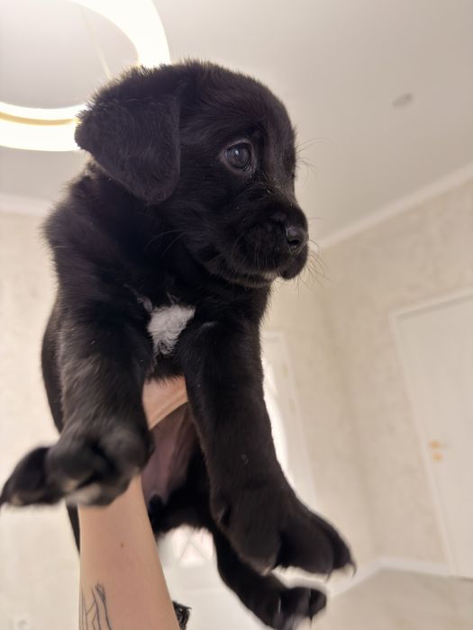 Отдам в добрые хорошие руки щенков