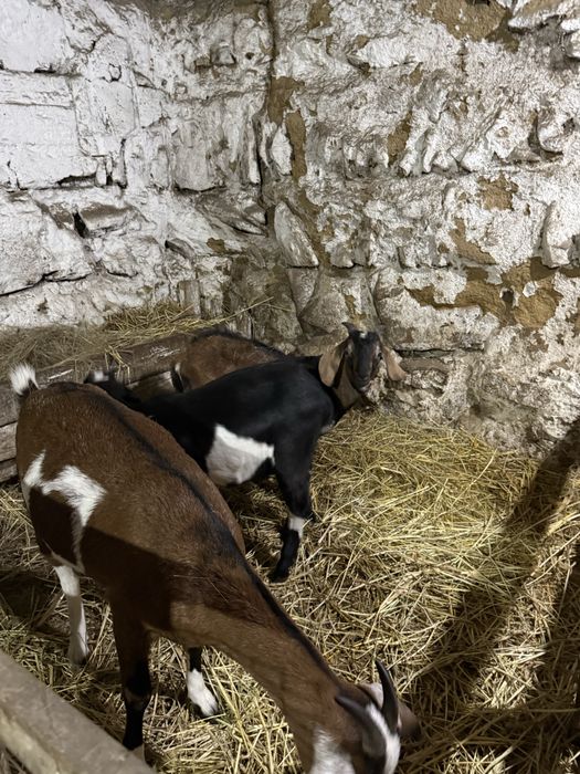 Нубийская коза молочная