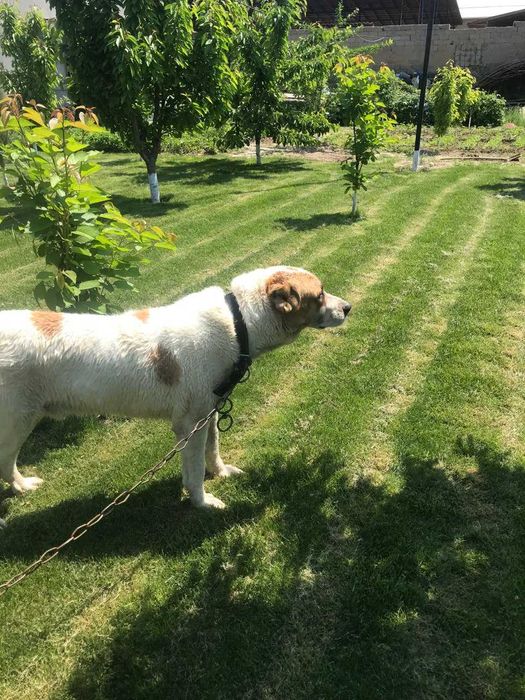 Алабай, Среднеазиатская овчарка