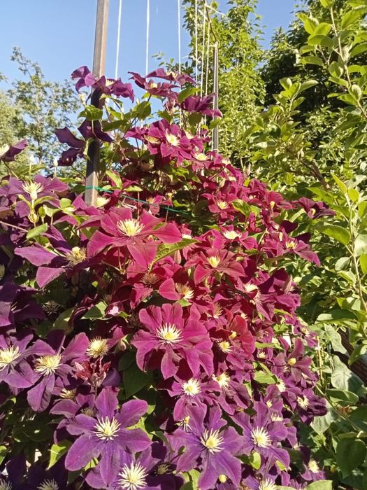 Продам дачу СО «борки»