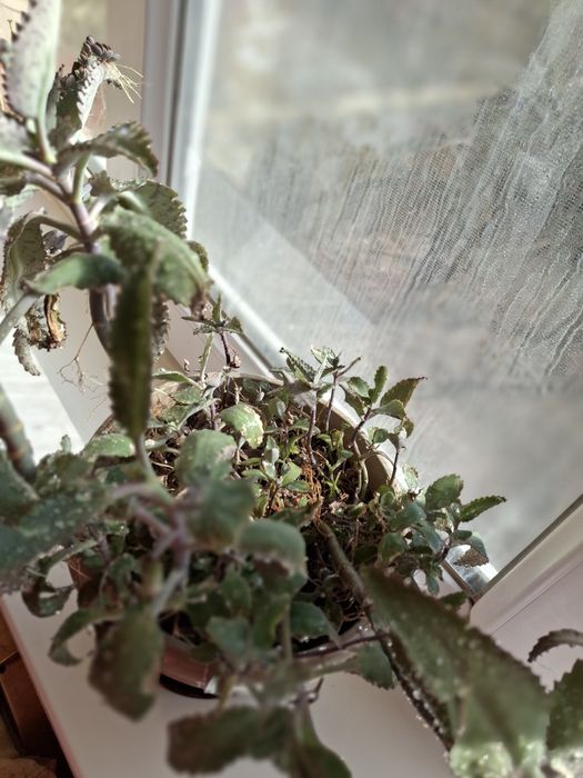 Цветок  лечебный