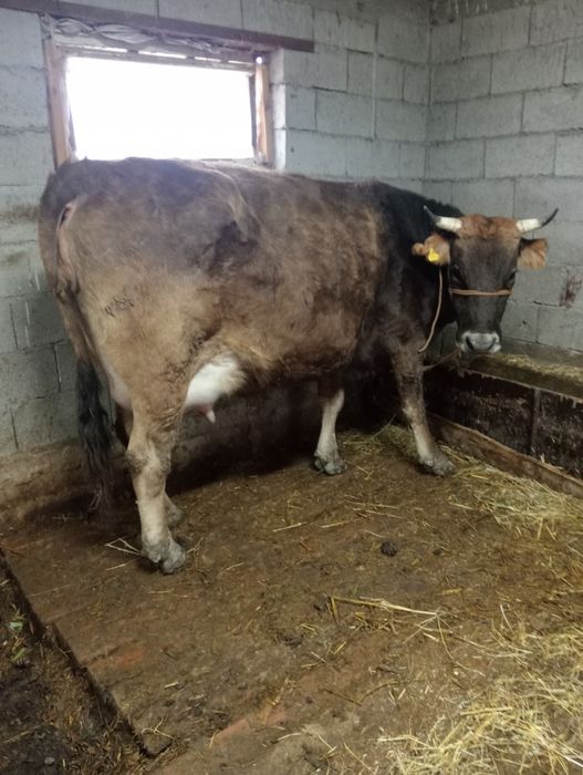 Буаз алатау  сиыр