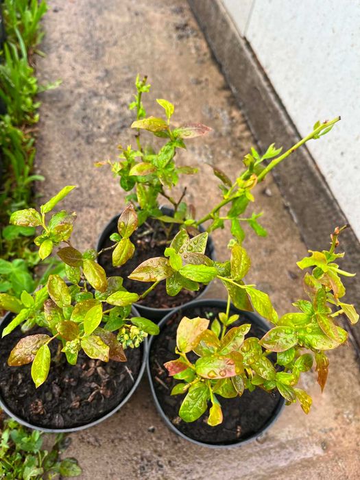 Plante de afin, plantele sunt in anul 2