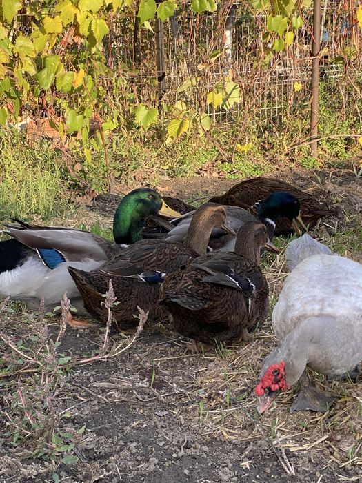 Rațe si rațoi rouen salbatic