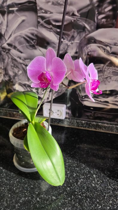 Цветок Орхидея молодая