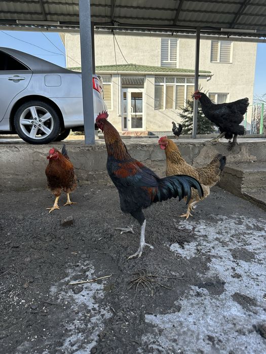 продам петухов кораз