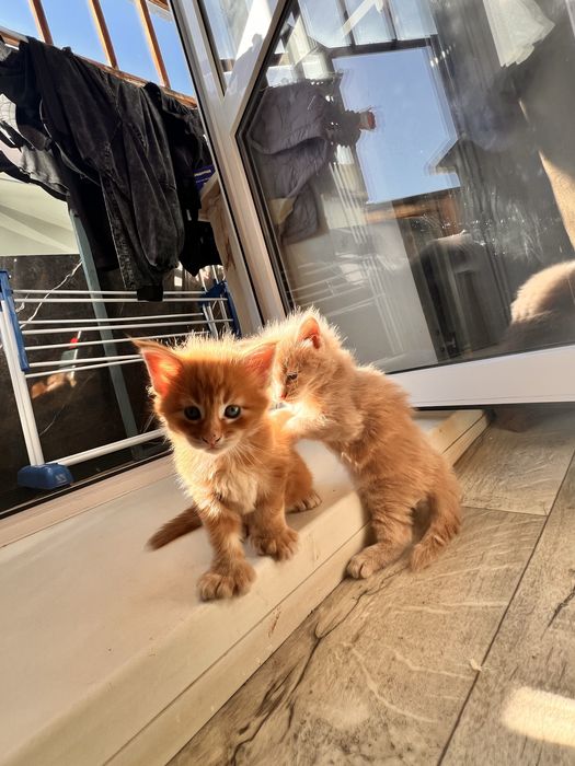 Мейн Кун котята рыжие