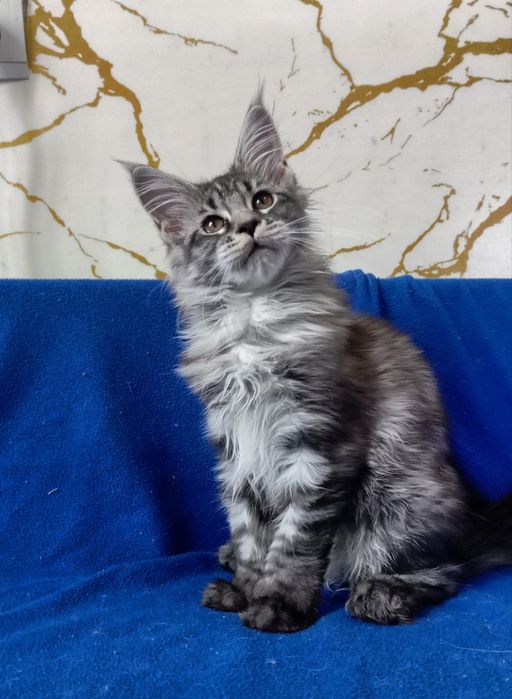 Котята Мейн Кун ( питомник)