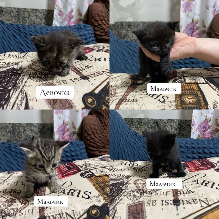 Отдам котят в хорошие руки