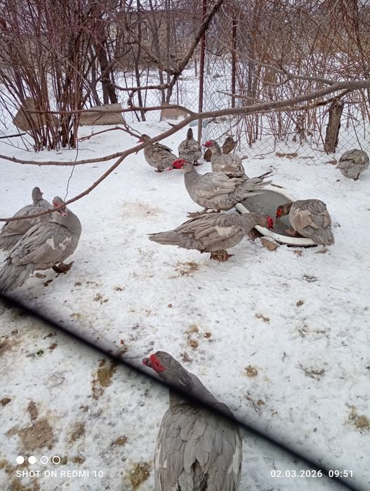 Индоутки порода Лаванда.