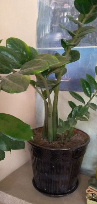 комнатные растения/  xonaki gullar