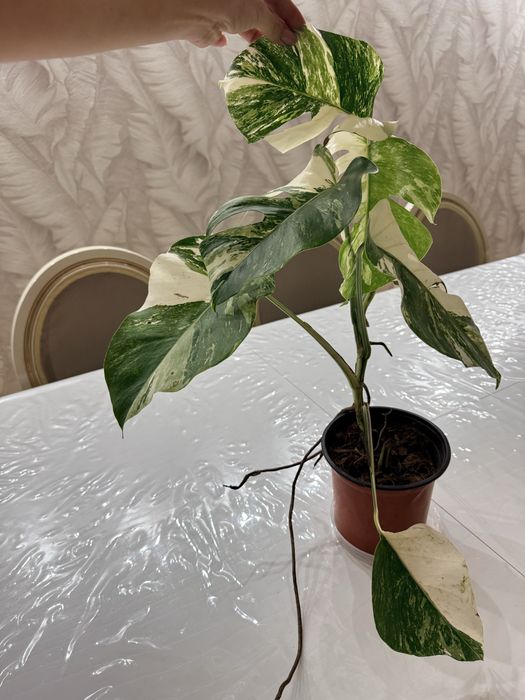 Шикарная, крупная монстера Альба.