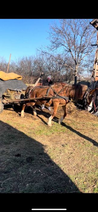 Vand iapa garntata de ham