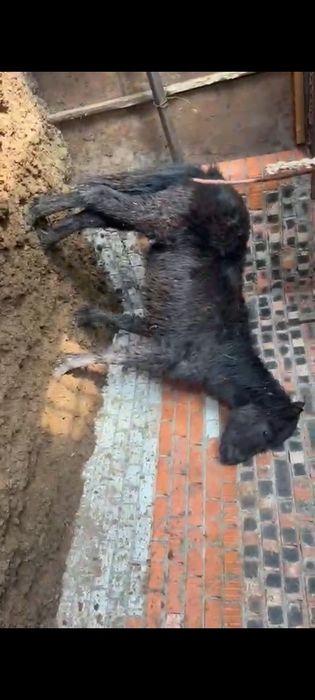 Продам жеребёнка кобылку.