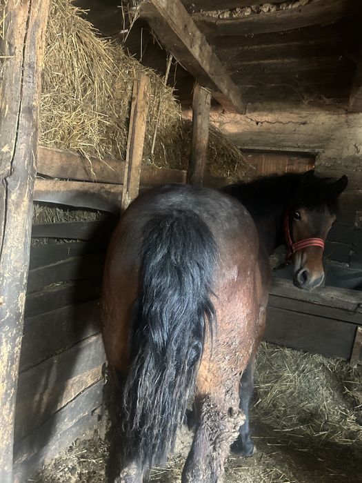 2 Mânzi de vânzare