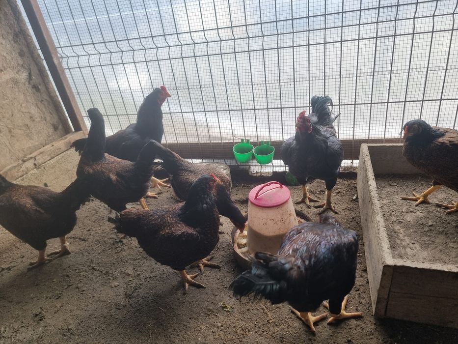 Cocos combatant indian talie mare