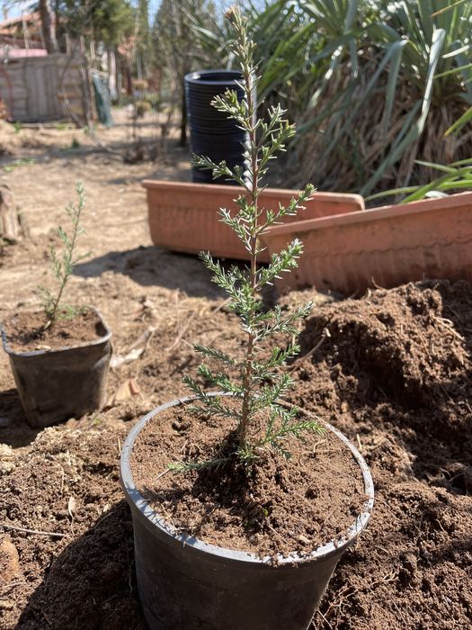 Източна туя, Аризонски кипарис, Обикновен кипарис