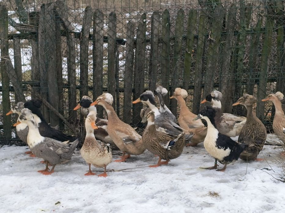 Vând oua incubat rațe românești cu moț