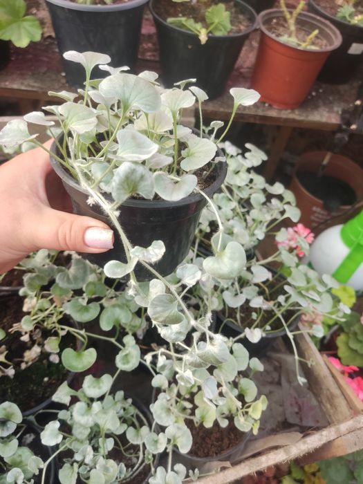 Серебристая дихондра