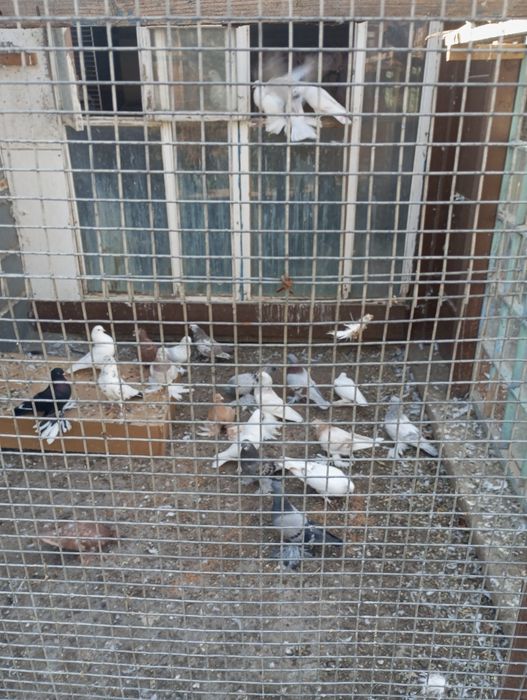 Продам голубей Каскелен