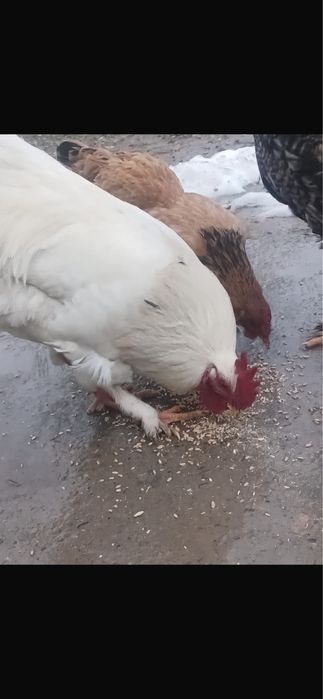 Қораз сатлаты бағасы 5000 тенге