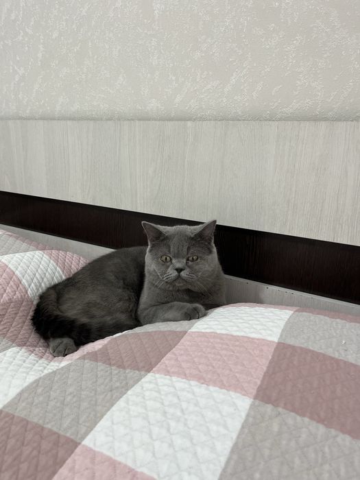 Отдам кота в добрые руки
