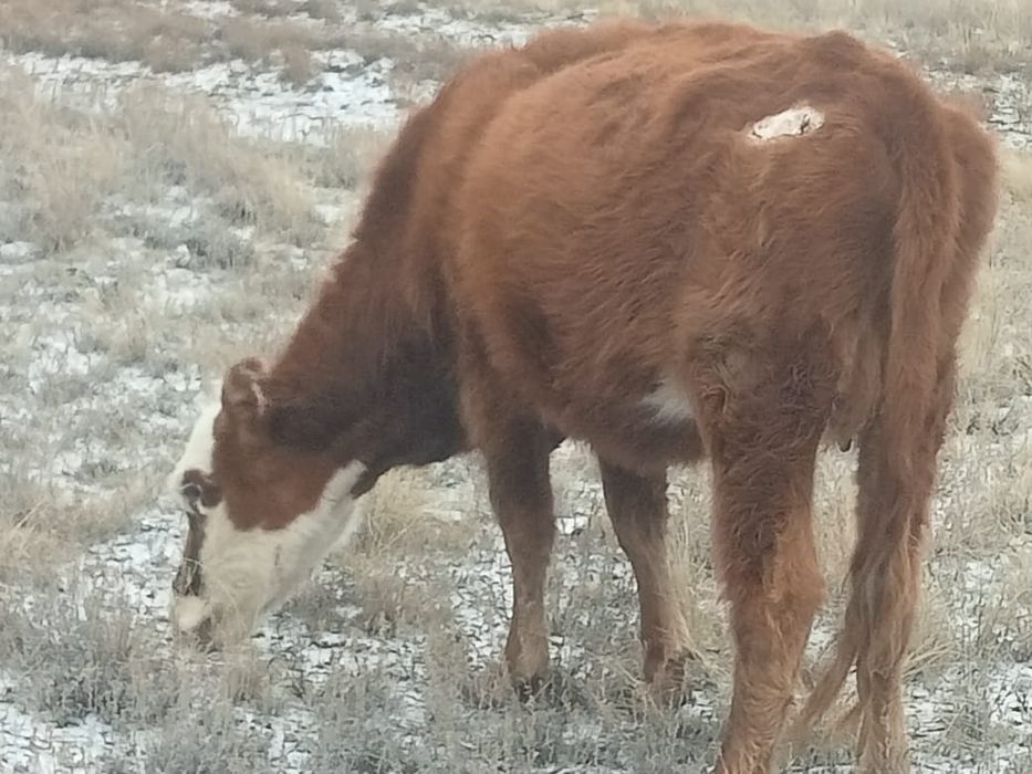 Коровы с телятами