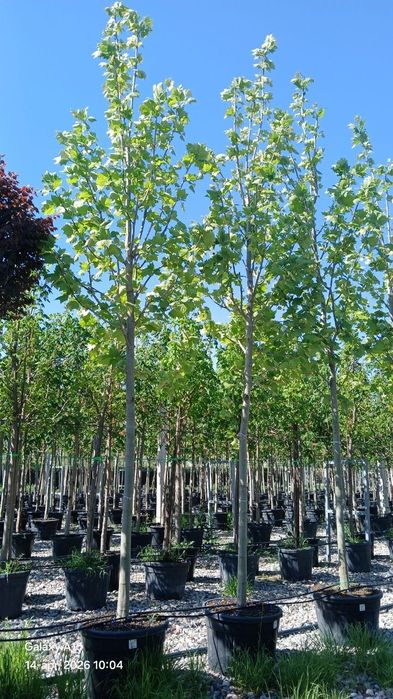 Саженцы деревьев, кустарников, цветы,.Из лучших питомников Узбекистана