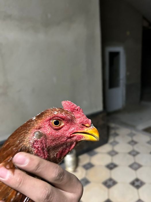 Дакан шоже сатылады 20.000