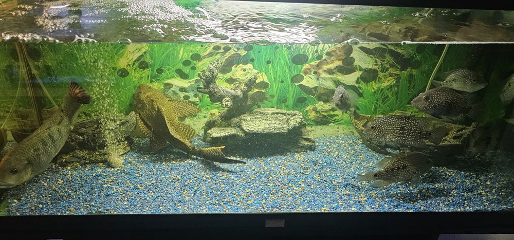 Pesti acvariu exotici