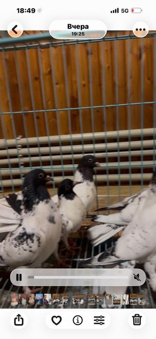 Черноголовые бакинцы