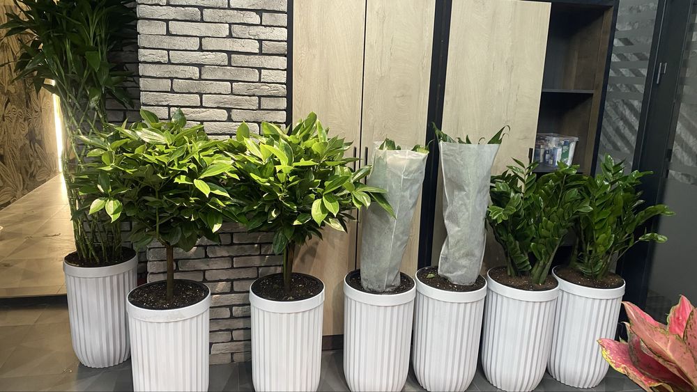 Комнатные растения, Офисные цветы, Цветы для дома, Живые цветы, Гуллар