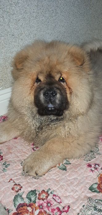 Вязка для собаки чау чау